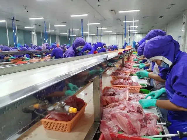 致富养殖鲷鱼图片_鲷鱼养殖致富_致富养殖鲷鱼视频