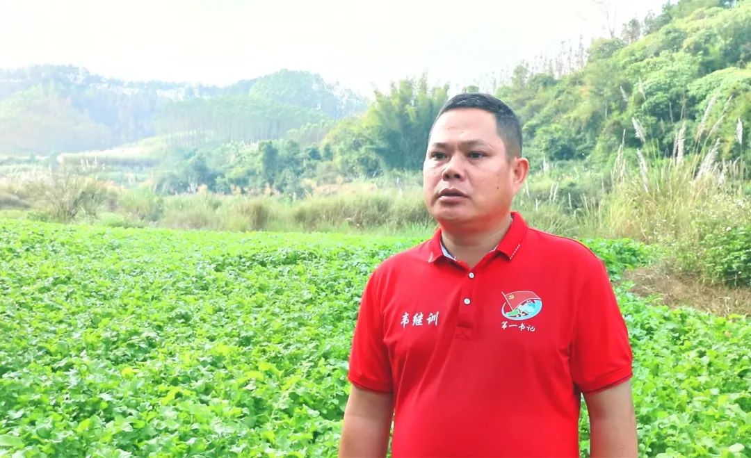 萝卜种植成本和利润_萝卜种植效益怎样_农村萝卜种植致富