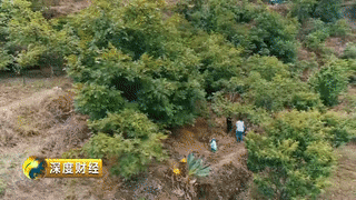 核桃养殖创业致富_致富核桃养殖创业项目_致富核桃养殖创业项目介绍