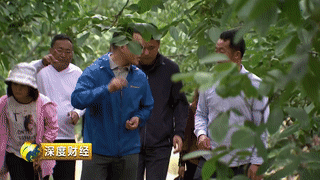 核桃养殖创业致富_致富核桃养殖创业项目介绍_致富核桃养殖创业项目