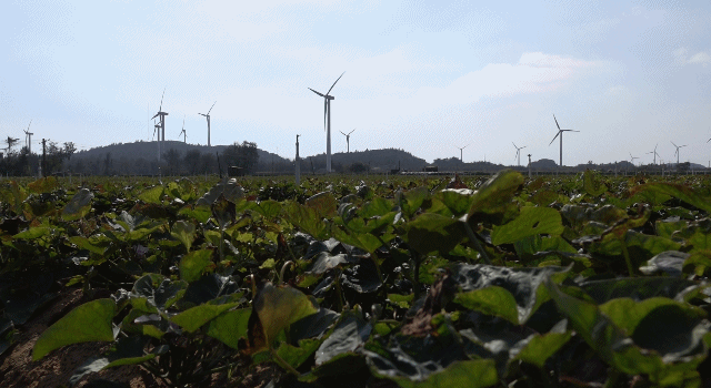 六鳌蜜薯纯海沙和半沙种植，有没有差别？