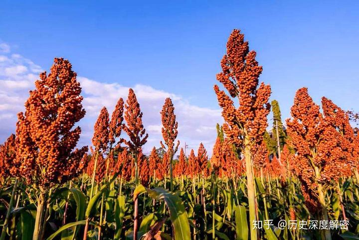 高粱既然是一种粮食，为什么现在很少有人种植了？是没有人吃吗？