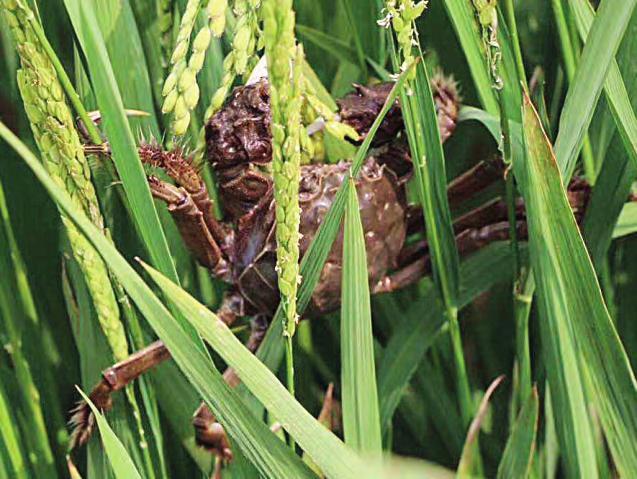 介绍种植养殖技术的网站_种植养殖行业网_养殖种植网站介绍技术有哪些