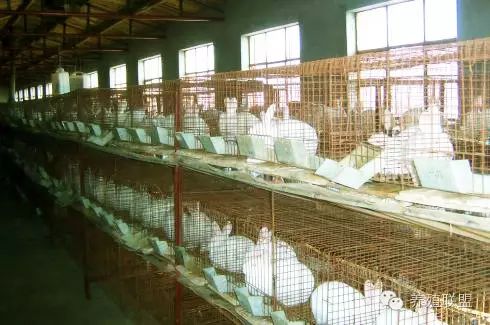 关于如何养殖兔子的技术_养殖兔子技术大全视频_养殖兔子技术资料大全