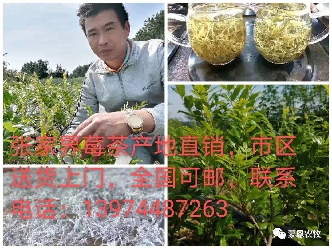 养殖兔子技术和管理_养殖兔子技术资料大全_关于如何养殖兔子的技术