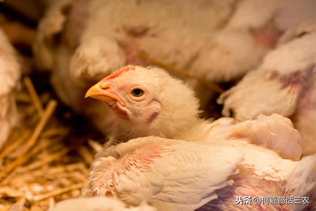 肉鸡怎么养殖技术_养殖肉鸡技术厂长有年龄吗_养殖肉鸡技术培训