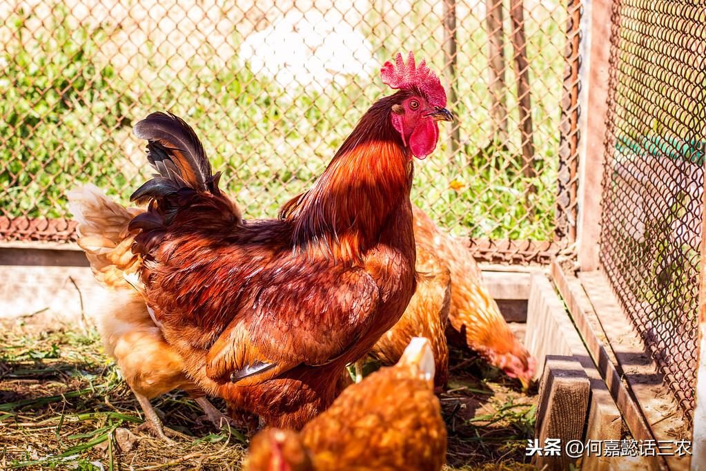 养殖肉鸡技术培训_养殖肉鸡技术厂长有年龄吗_肉鸡怎么养殖技术