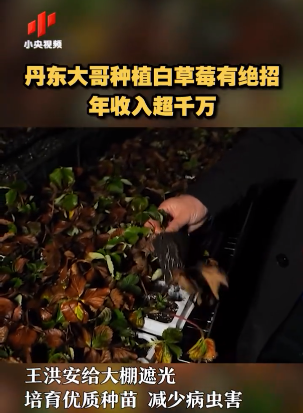 鸭子养殖场视频_鸭子养殖致富经视频_致富经鸭子养殖视频