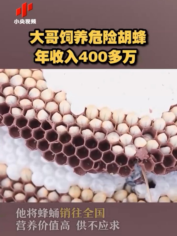 鸭子养殖致富经视频_鸭子养殖场视频_致富经鸭子养殖视频