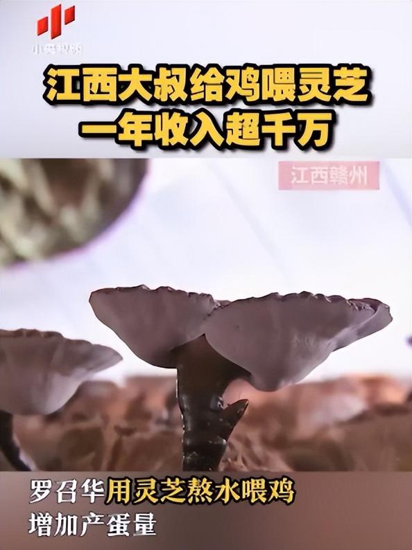 致富经鸭子养殖视频_鸭子养殖致富经视频_鸭子养殖场视频