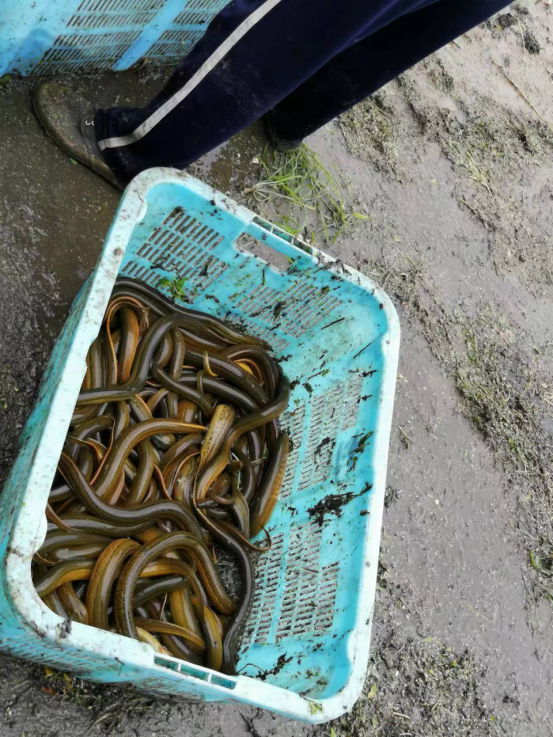 鳝鱼养殖技术网_养殖鳝鱼网技术视频教程_养殖鳝鱼技术大全视频大全