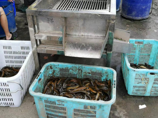 鳝鱼养殖技术网_养殖鳝鱼网技术视频教程_养殖鳝鱼技术大全视频大全
