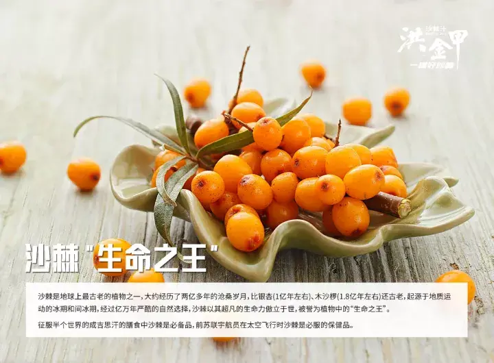 沙棘种植视频_沙棘怎样种植技术_种植沙棘技术要求