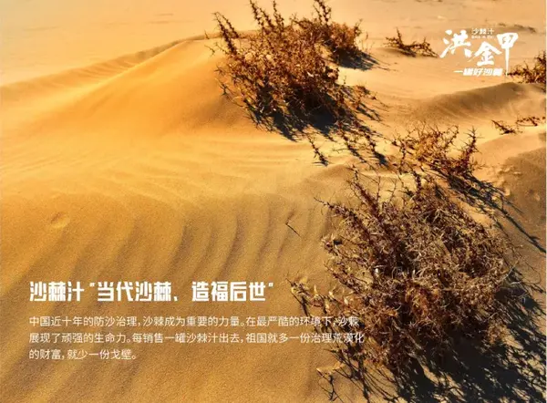 种植沙棘技术要求_沙棘种植视频_沙棘怎样种植技术