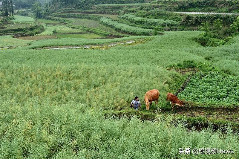 致富养殖男性项目介绍_致富养殖男性项目名称_男性养殖致富项目