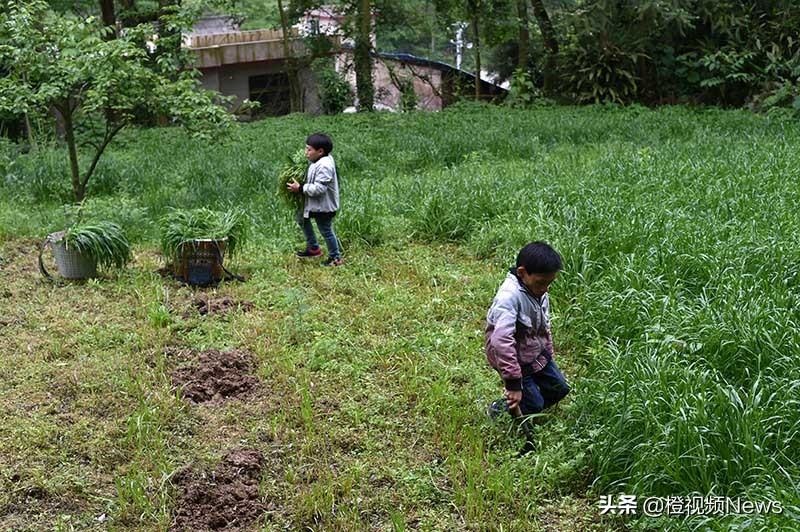 致富养殖男性项目名称_致富养殖男性项目介绍_男性养殖致富项目