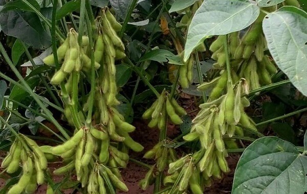 大豆种植要密度合理，怎样合理密植大豆呢？