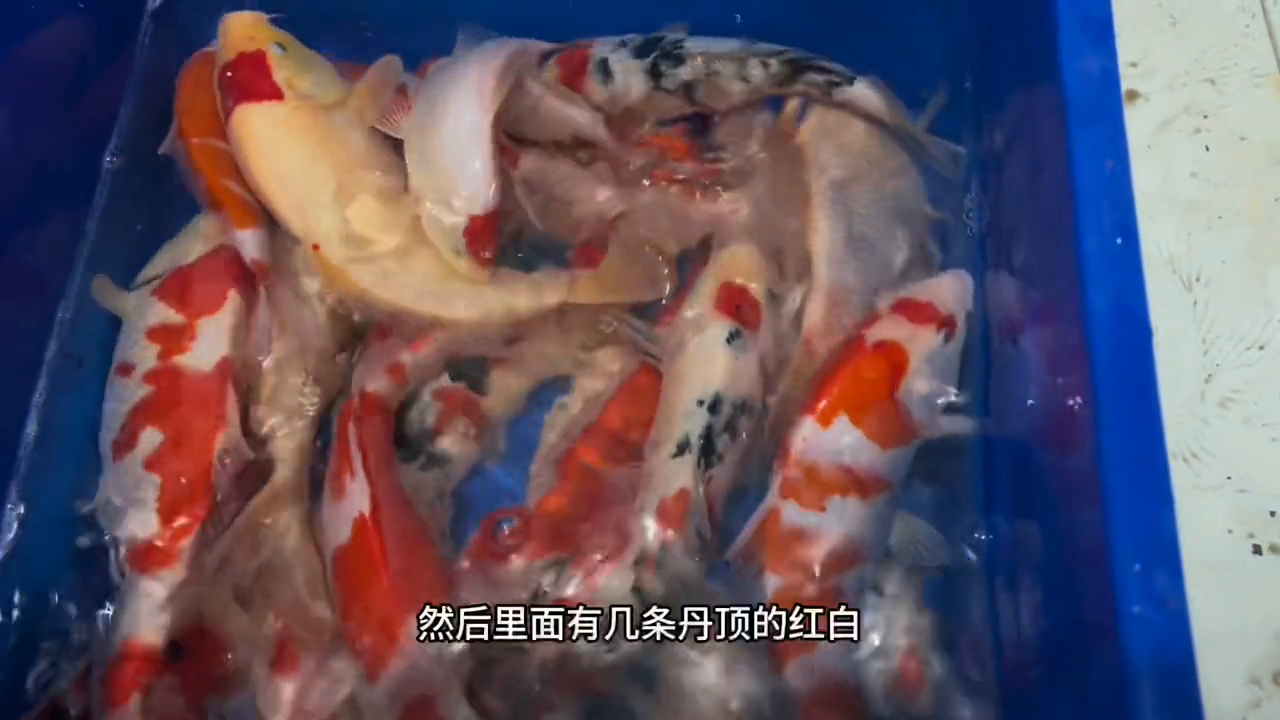 锦鲤鱼养殖技术视频_锦鲤鱼养殖视频播放_鲤锦鱼怎么养