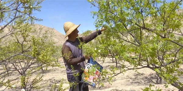 致富种植模式企业有哪些_企业种植致富模式_种植致富新项目