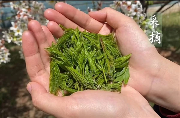 企业种植致富模式_种植致富新项目_致富种植模式企业有哪些