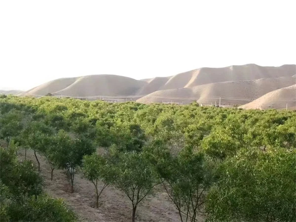 致富种植模式企业有哪些_企业种植致富模式_种植致富新项目