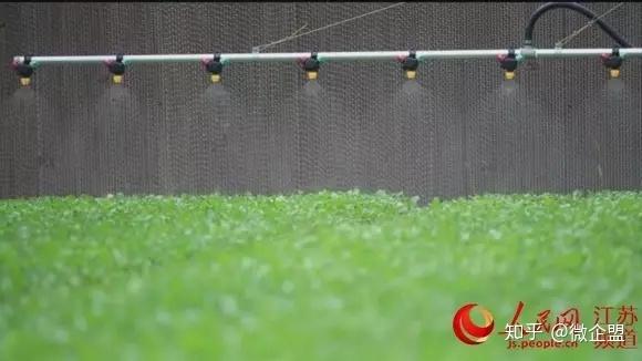 致富经苹果树盆景视频_致富盆景苹果图片_致富经盆景苹果