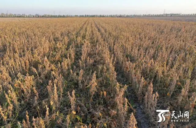 黄豆种植技术与方法_夏黄豆种植技术_黄豆种植方案