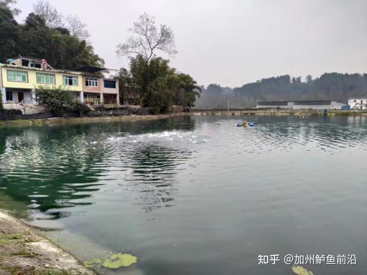 鳜鲈养殖技术_鲈鱼养殖条件和成本_养殖鲈鱼技术