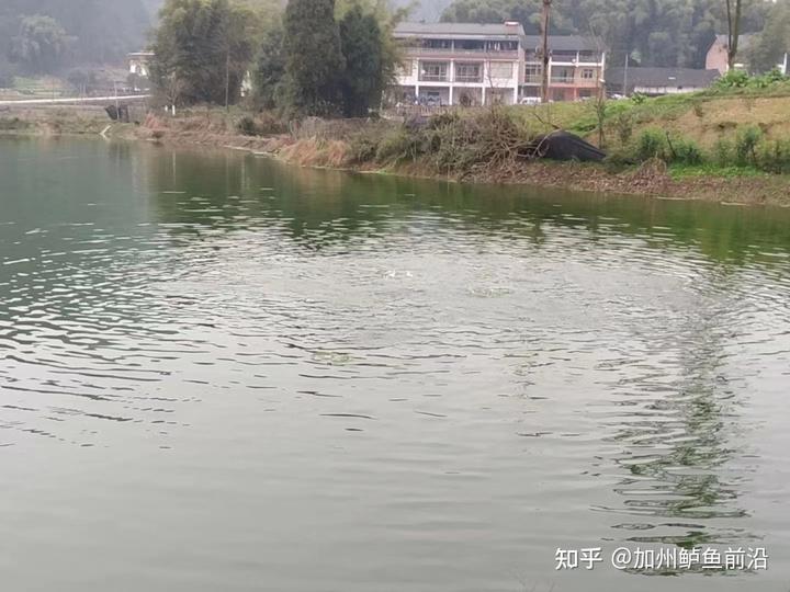 鳜鲈养殖技术_鲈鱼养殖条件和成本_养殖鲈鱼技术