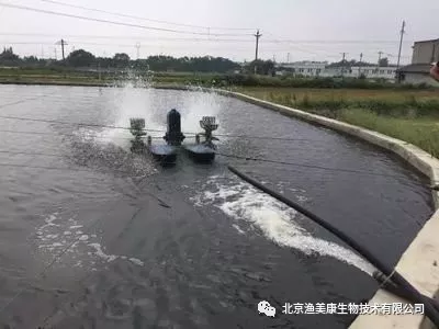 鲈鱼养殖条件和成本_鲈鱼养殖技术视频_鳜鲈养殖技术