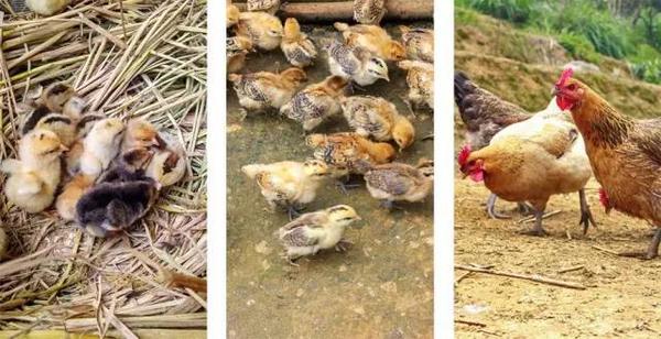 草鸡养殖致富故事_致富经种草养鸡_致富经养殖鸡视频