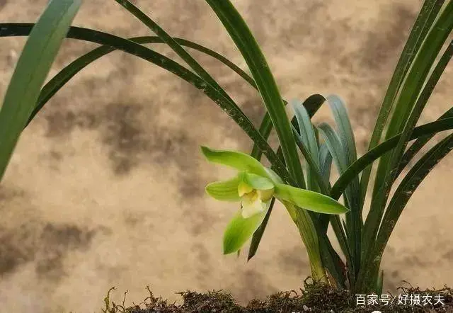 致富兰花养殖项目简介_致富经养兰花视频_兰花养殖致富项目