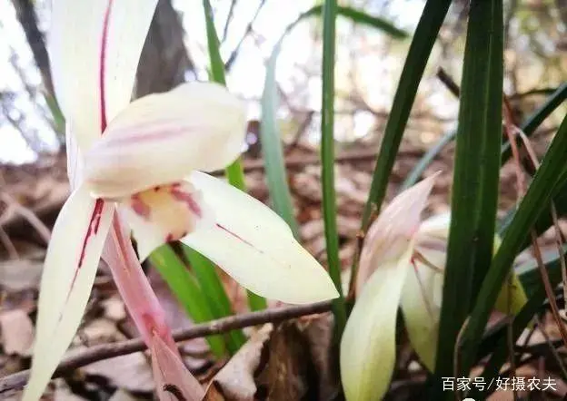 致富经养兰花视频_兰花养殖致富项目_致富兰花养殖项目简介