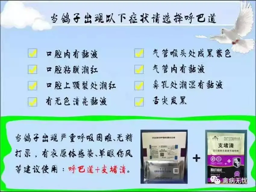 新科学肉鸽养殖技术_肉鸽养殖新技术在线阅读_肉鸽养殖技术书籍