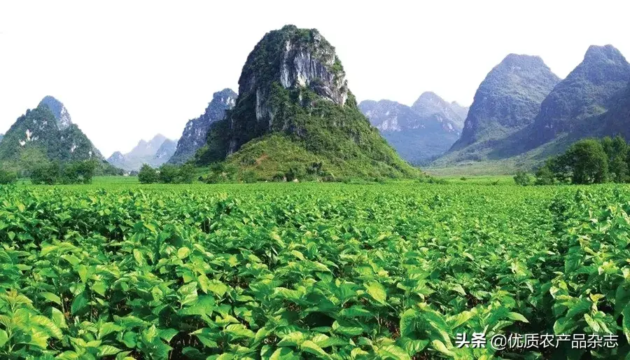 桑苗种植技术视频_种植桑苗的新方法_桑种种植技术