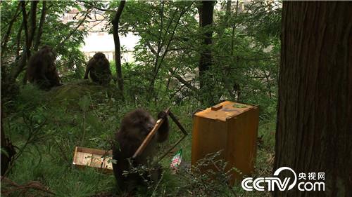 致富经养蜜蜂致富视频_养蜜蜂致富经_致富经cctv7养蜜蜂
