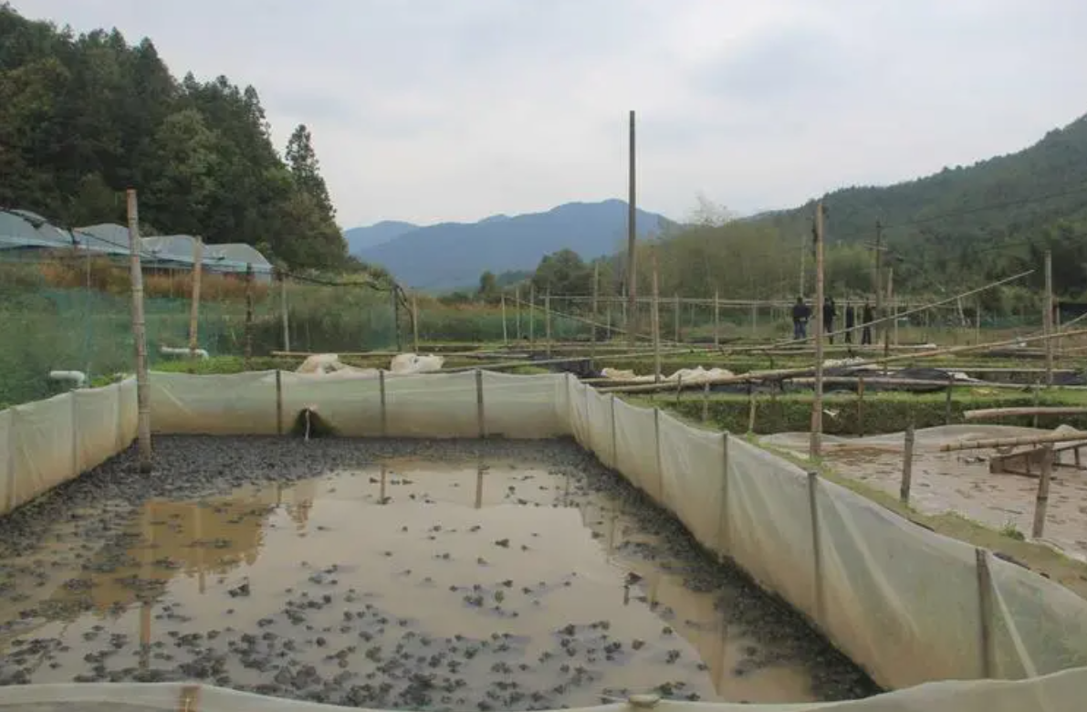 牛蛙养殖技术大全_养殖牛蛙技术视频_养殖大全牛蛙技术视频