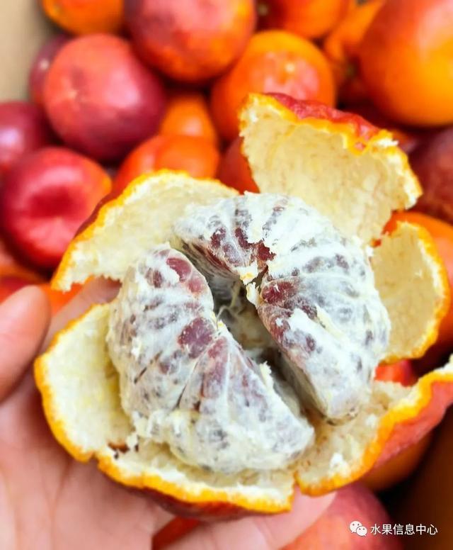 红太阳柑橘种植技术_红太阳柑橘品种视频_柑橘太阳果的防治方法