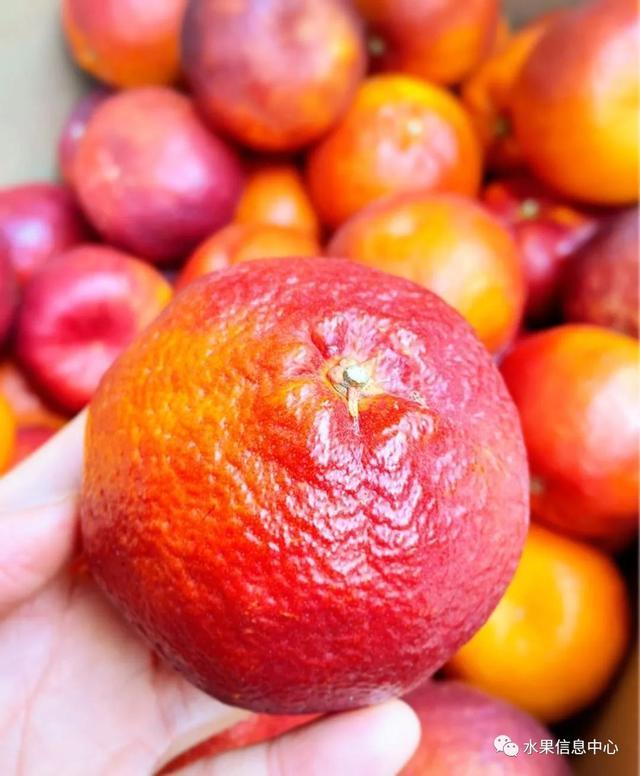 红太阳柑橘种植技术_红太阳柑橘品种视频_柑橘太阳果的防治方法