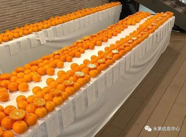 红太阳柑橘品种视频_柑橘太阳果的防治方法_红太阳柑橘种植技术