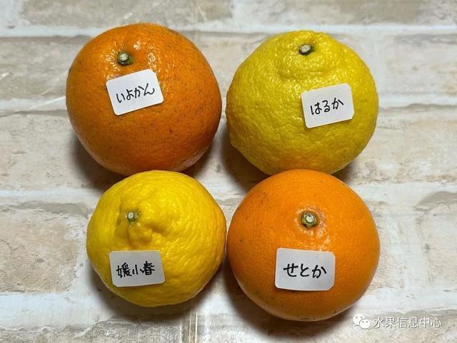 红太阳柑橘品种视频_柑橘太阳果的防治方法_红太阳柑橘种植技术