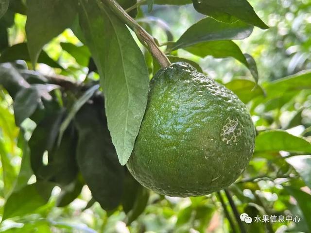 红太阳柑橘品种视频_红太阳柑橘种植技术_柑橘太阳果的防治方法