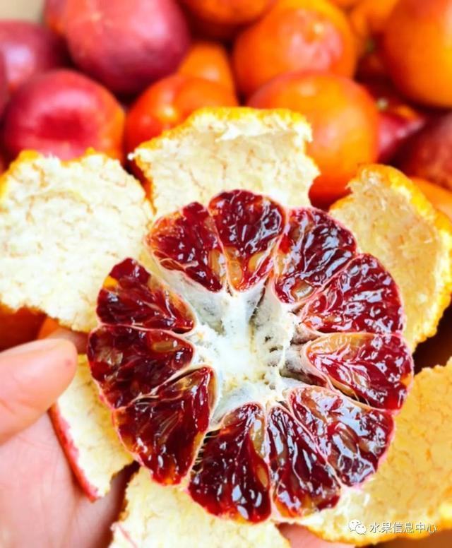 红太阳柑橘品种视频_红太阳柑橘种植技术_柑橘太阳果的防治方法