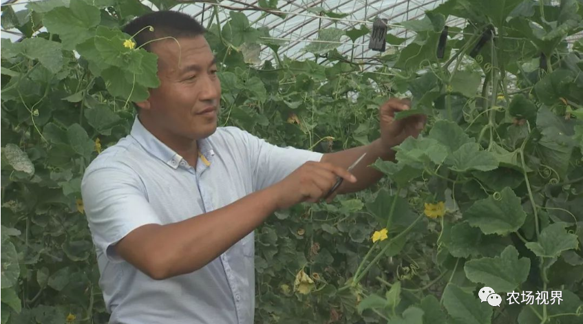 种植案例：亩产3万斤，亩收入15万，效益翻10倍