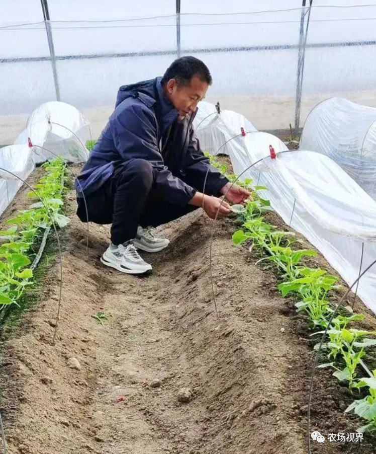 露天香瓜种植技术视频_路地种植香瓜视频_露地香瓜种植技术视频