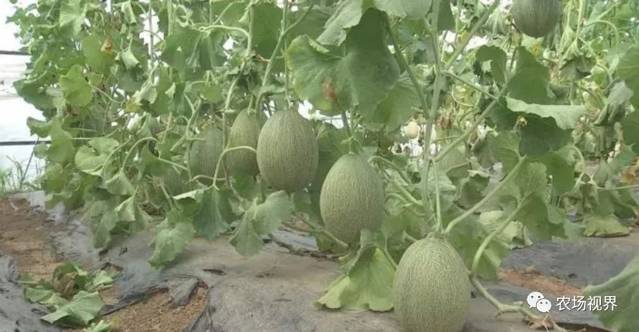 露天香瓜种植技术视频_露地香瓜种植技术视频_路地种植香瓜视频