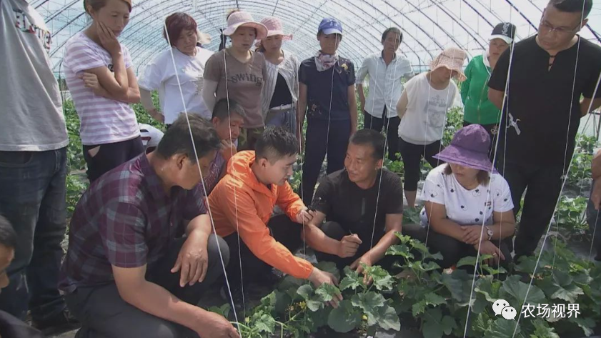 露地香瓜种植技术视频_路地种植香瓜视频_露天香瓜种植技术视频