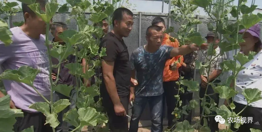 露天香瓜种植技术视频_露地香瓜种植技术视频_路地种植香瓜视频