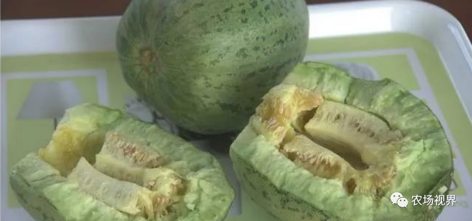 路地种植香瓜视频_露地香瓜种植技术视频_露天香瓜种植技术视频