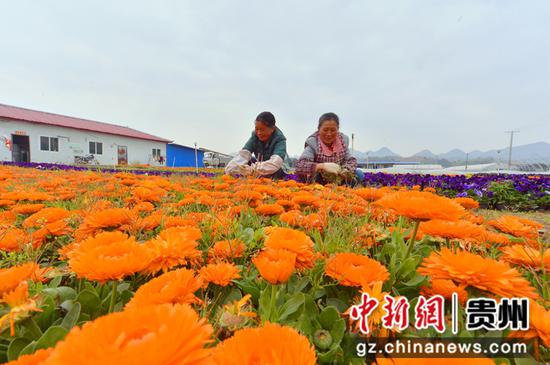 花农在花卉基地管护花卉